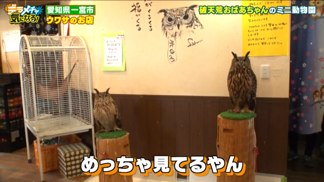 水着モーニングにマル秘動物カフェ 一宮市でウワサのお店巡り 前編 デラメチャ気になる おでかけ Locipo Press