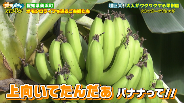 農園バナナ