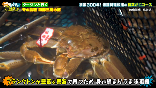 松葉ガニ