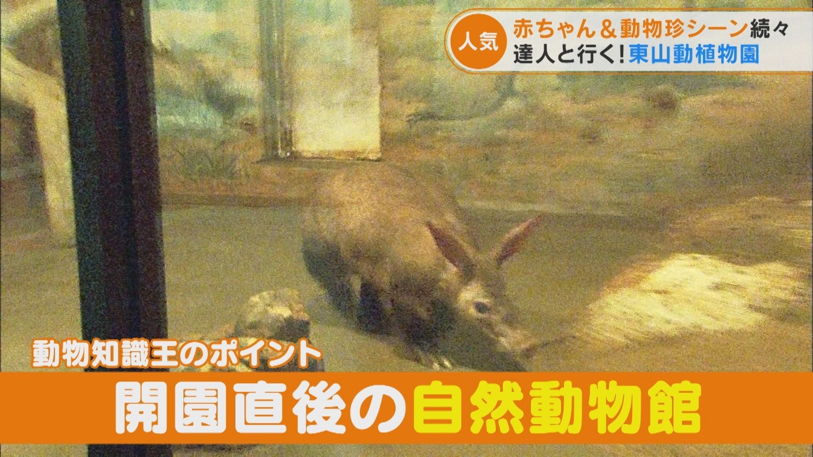 動物園動物の病理学 名古屋市東山動物園動物の剖検から / 千葉 胤孝 ...