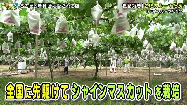 シャインマスカットの開発