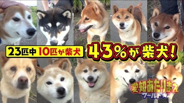 花の木エリア