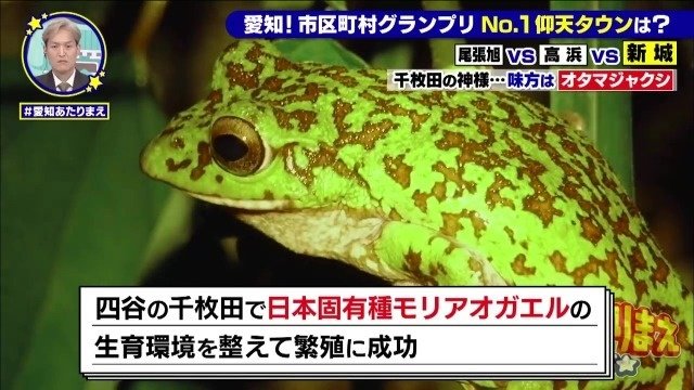 モリアオガエル