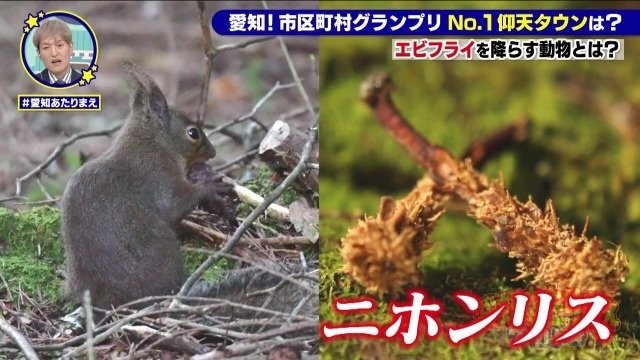 ニホンリス