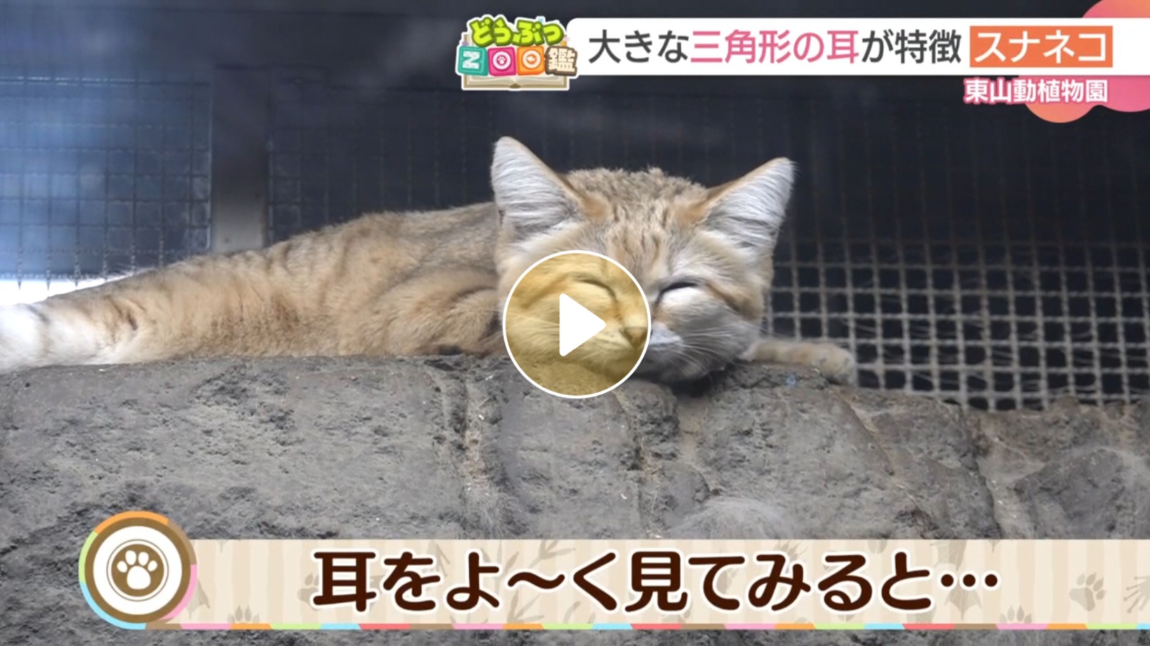 Locipoで動画を見る