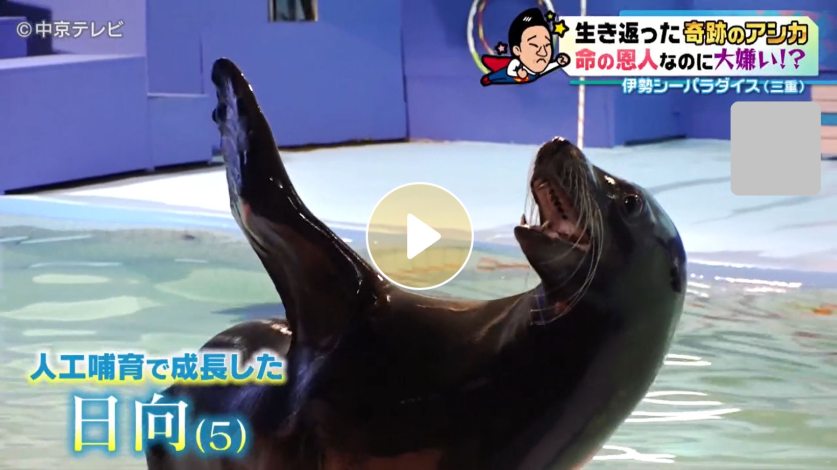 Locipoで動画を見る