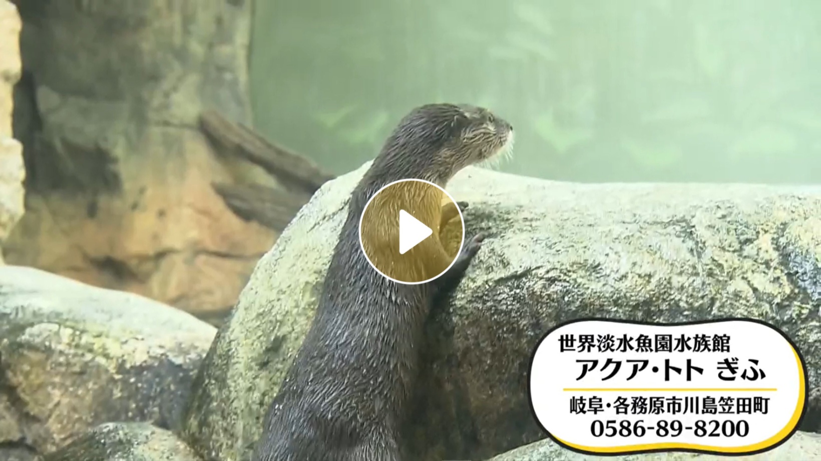Locipoで動画を見る