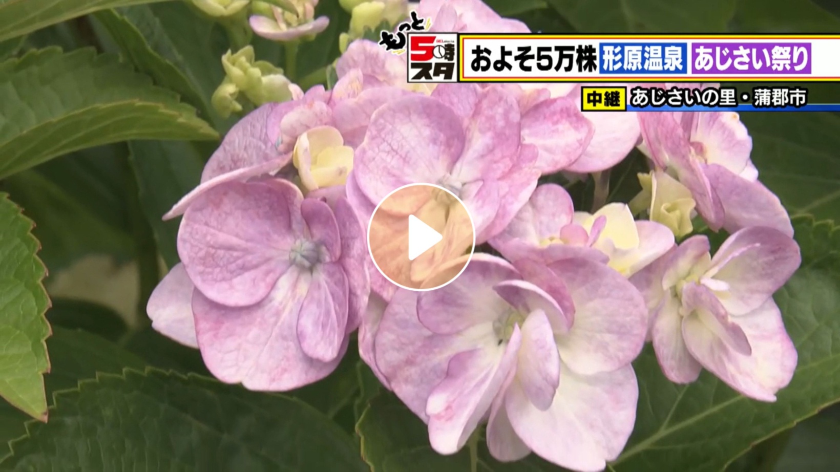 Locipoで動画を見る