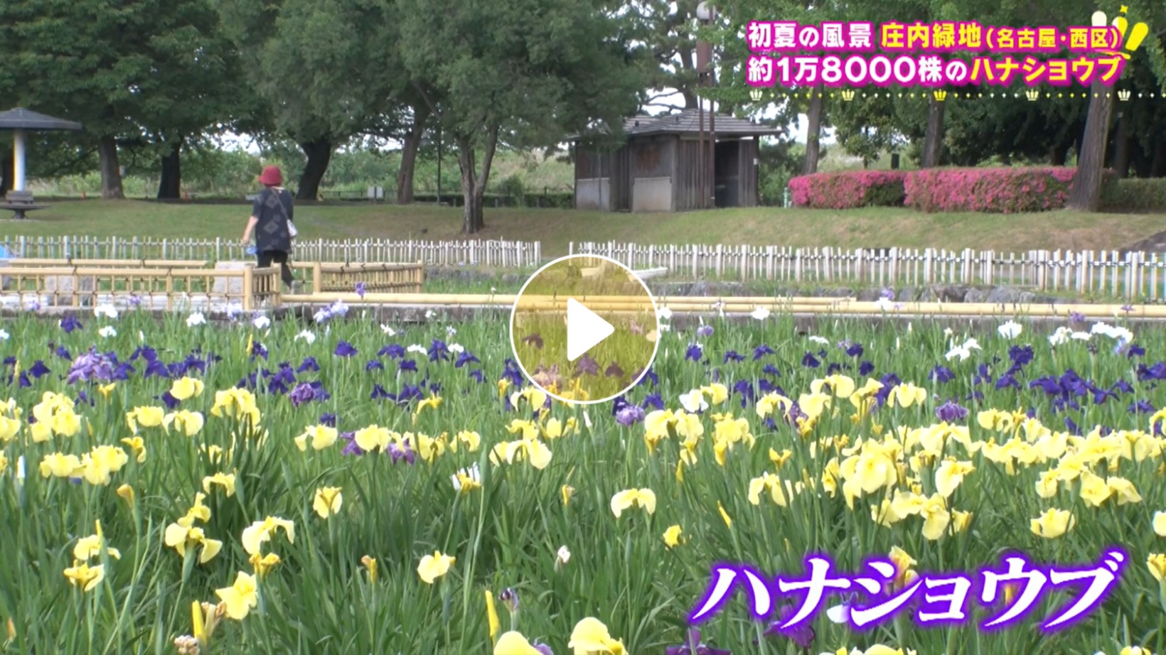 Locipoで動画を見る