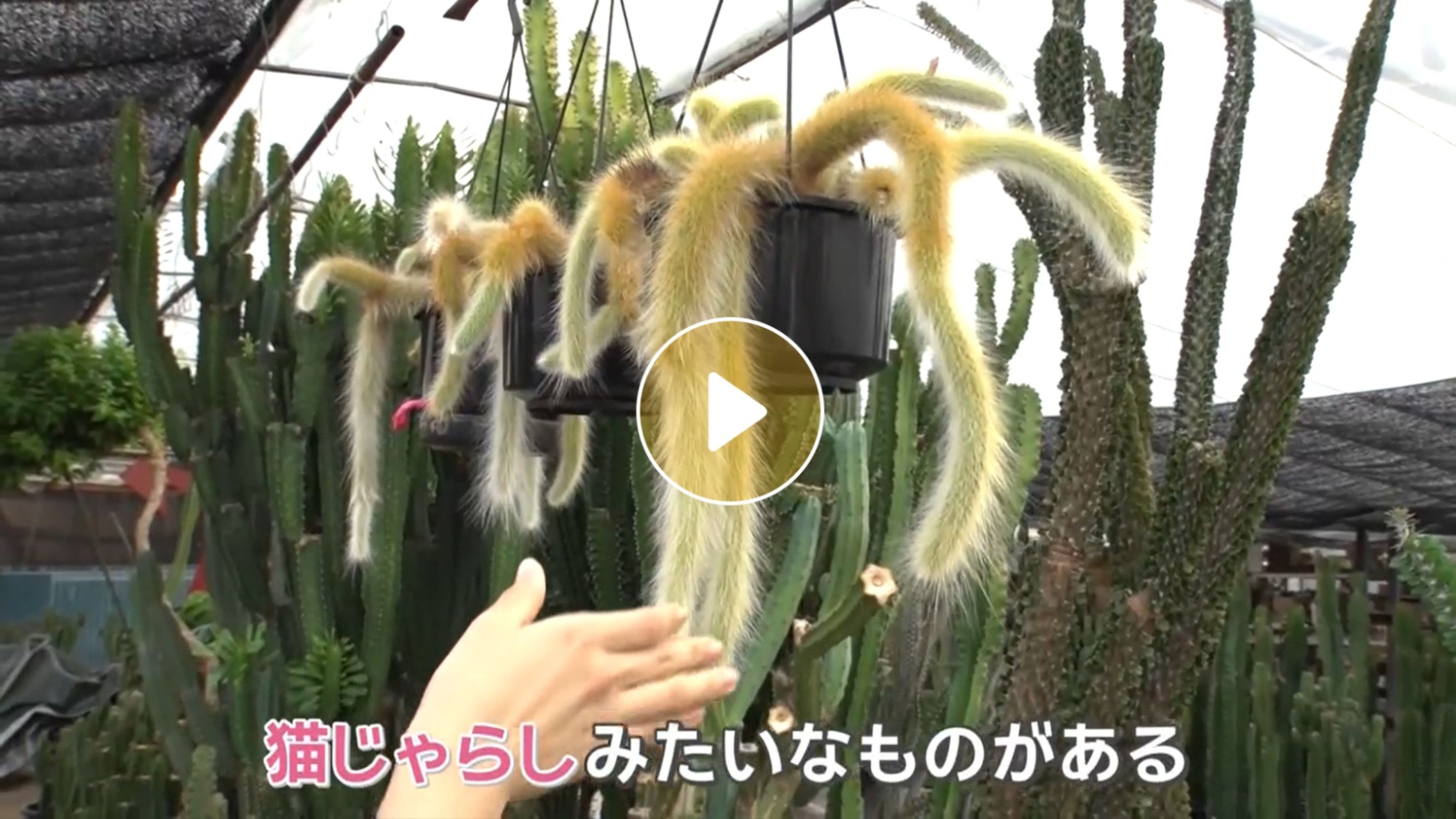 Locipoで動画を見る